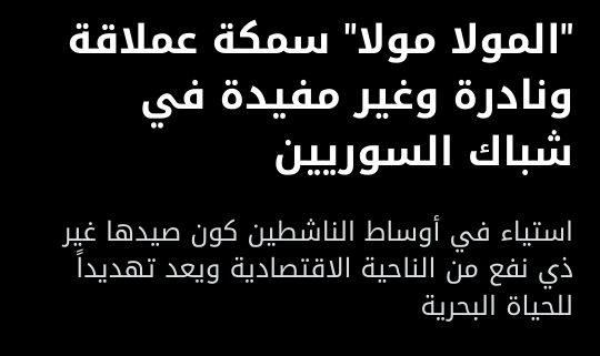 بعض من شرح الدكتور أمير ابراهيم حول سمكة المولا مولا ودورها البيئي